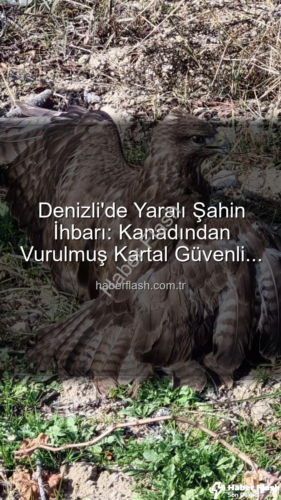 yaralı şahin - Denizli'de Yaralı Şahin İhbarı: Kanadından Vurulmuş Kartal Güvenli Ellerde