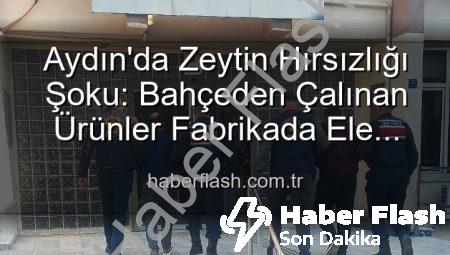 Aydın’da Zeytin Hırsızlığı Şoku: Bahçeden Çalınan Ürünler Fabrikada Ele Geçti, 2 Gözaltı!