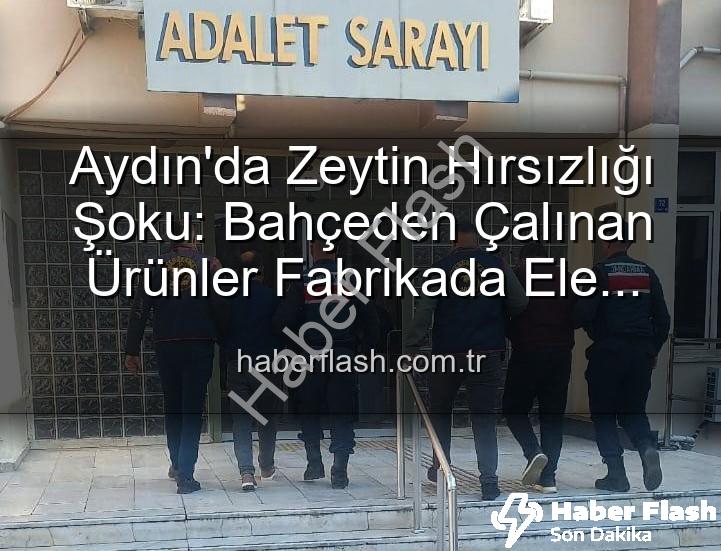 zeytin hırsızlığı - Aydın'da Zeytin Hırsızlığı Şoku: Bahçeden Çalınan Ürünler Fabrikada Ele Geçti, 2 Gözaltı!