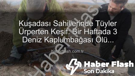 Kuşadası Sahillerinde Tüyler Ürperten Keşif: Bir Haftada 3 Deniz Kaplumbağası Ölü Bulundu!