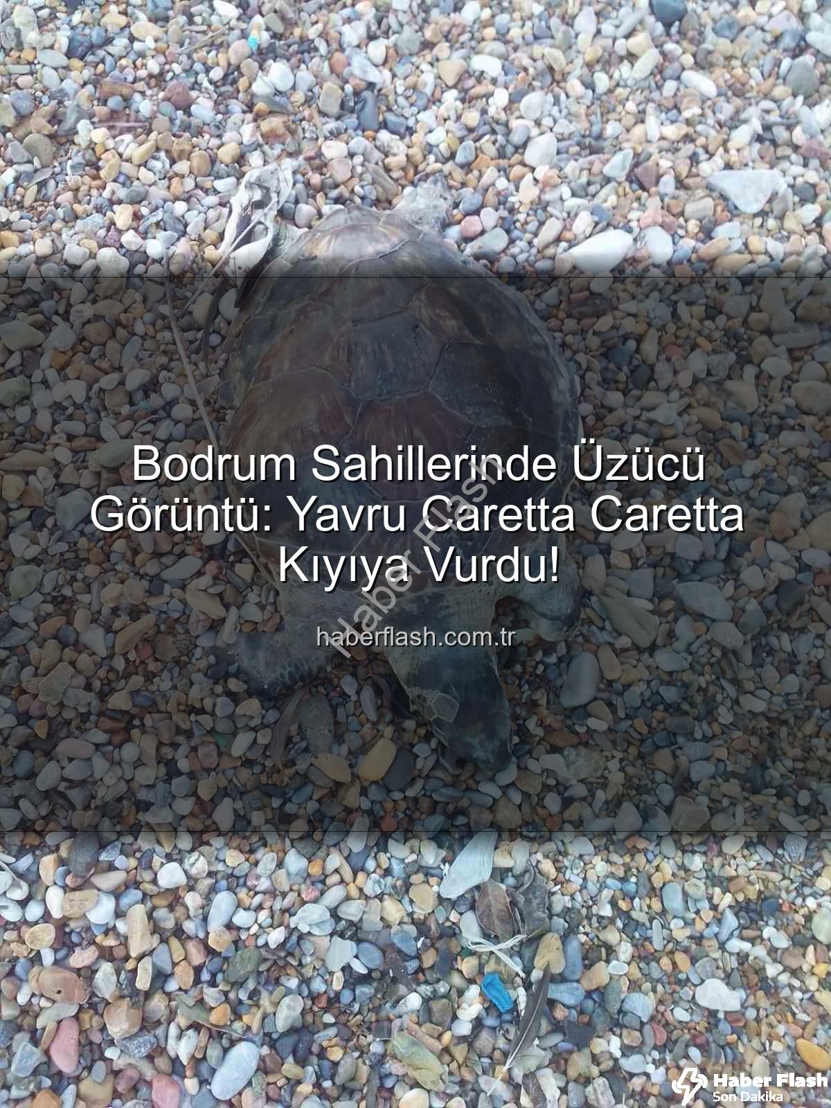 yavru caretta caretta - Bodrum Sahillerinde Üzücü Görüntü: Yavru Caretta Caretta Kıyıya Vurdu!