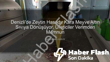 Denizli’de Zeytin Hasadı: Kara Meyve Altın Sıvıya Dönüşüyor, Üreticiler Verimden Memnun