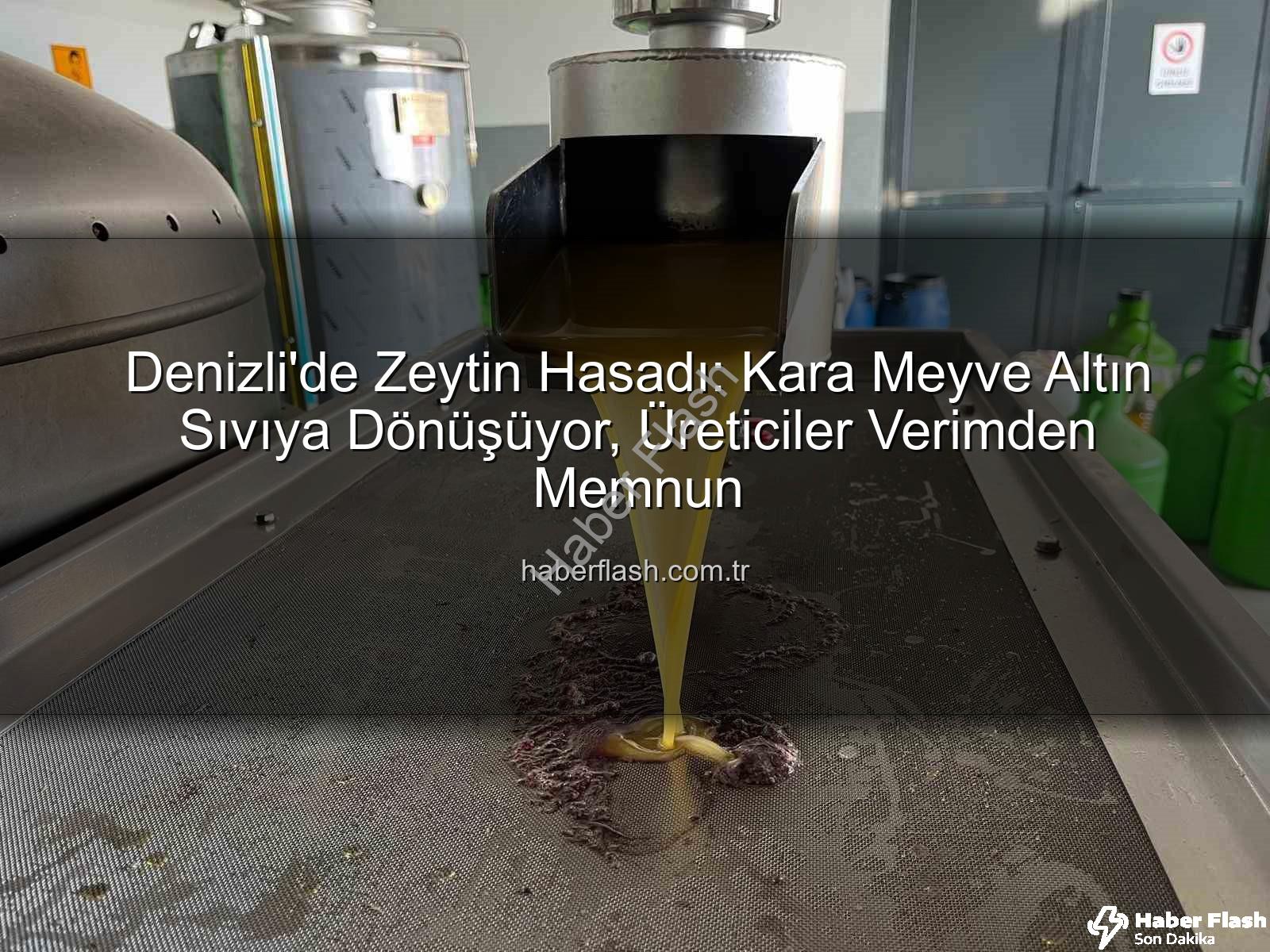 zeytin yağı üretimi - Denizli'de Zeytin Hasadı: Kara Meyve Altın Sıvıya Dönüşüyor, Üreticiler Verimden Memnun