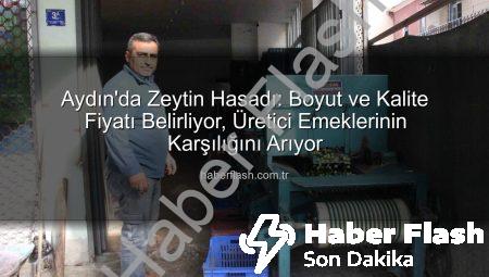 Aydın’da Zeytin Hasadı: Boyut ve Kalite Fiyatı Belirliyor, Üretici Emeklerinin Karşılığını Arıyor