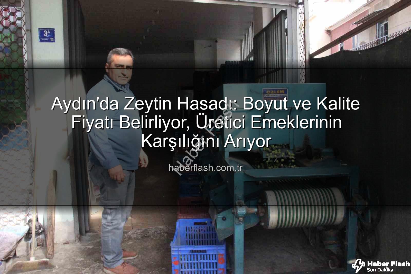 Aydın zeytin hasadı - Aydın'da Zeytin Hasadı: Boyut ve Kalite Fiyatı Belirliyor, Üretici Emeklerinin Karşılığını Arıyor