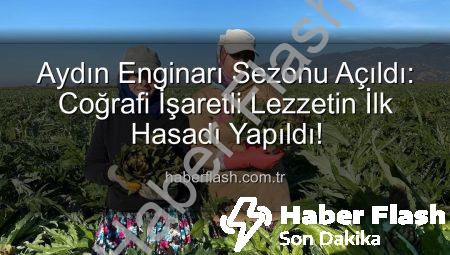 Aydın Enginarı Sezonu Açıldı: Coğrafi İşaretli Lezzetin İlk Hasadı Yapıldı!