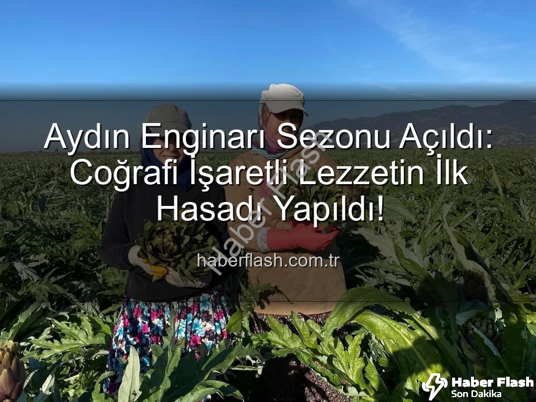 Aydın Enginarı - Aydın Enginarı Sezonu Açıldı: Coğrafi İşaretli Lezzetin İlk Hasadı Yapıldı!