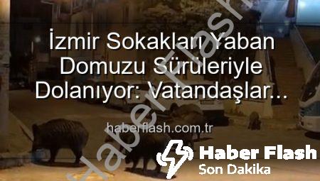 İzmir Sokakları Yaban Domuzu Sürüleriyle Dolanıyor: Vatandaşlar Tedirgin, Yetkililere Çağrı Var