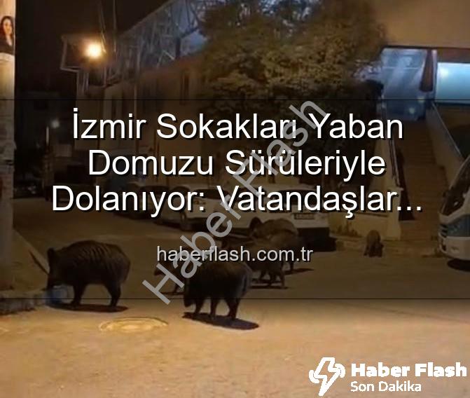 yaban domuzu - İzmir Sokakları Yaban Domuzu Sürüleriyle Dolanıyor: Vatandaşlar Tedirgin, Yetkililere Çağrı Var